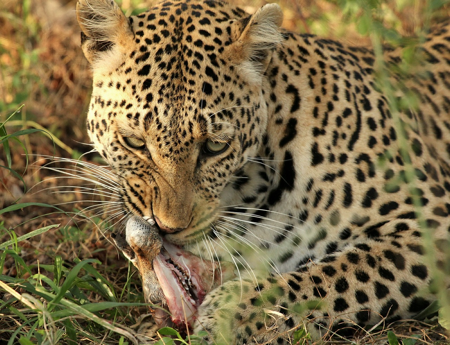prey kill leopard cat animals cats predator wildlife leopards mammal jaguar vegan fun africa fauna vertebrate big dog just krantzkloof