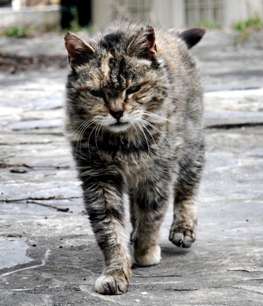 How Safe is Your Pet from "Just a Rabies Vaccine?" II