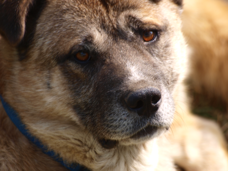 Dog Flu: Death of an Epidemic