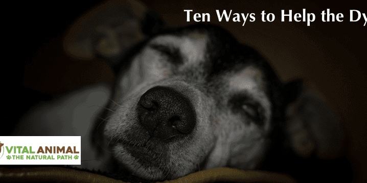 Your Dying Animal: 10 Ways to Help