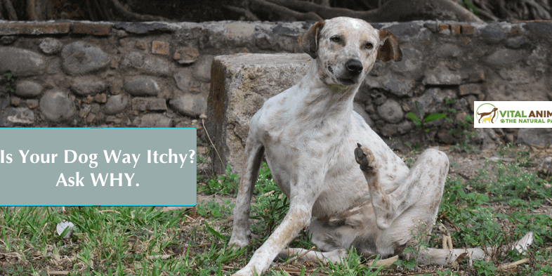 Itchy Skin Update: Still #1 Dog Disease
