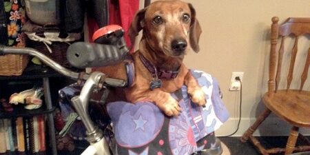 Walk With Me: Curing Lily’s Heartworm Without Drugs | Episode 2