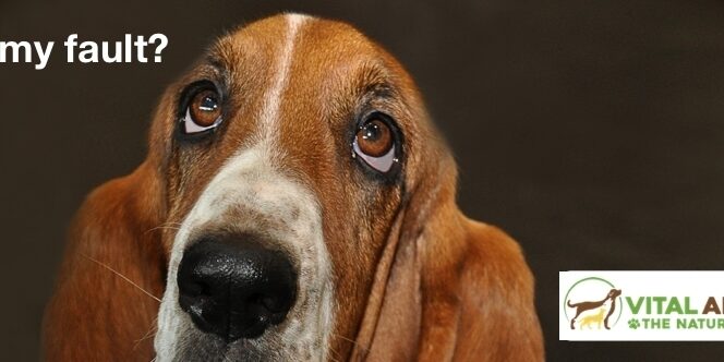 Your Dog Got Cancer Because She Was “Predisposed?”