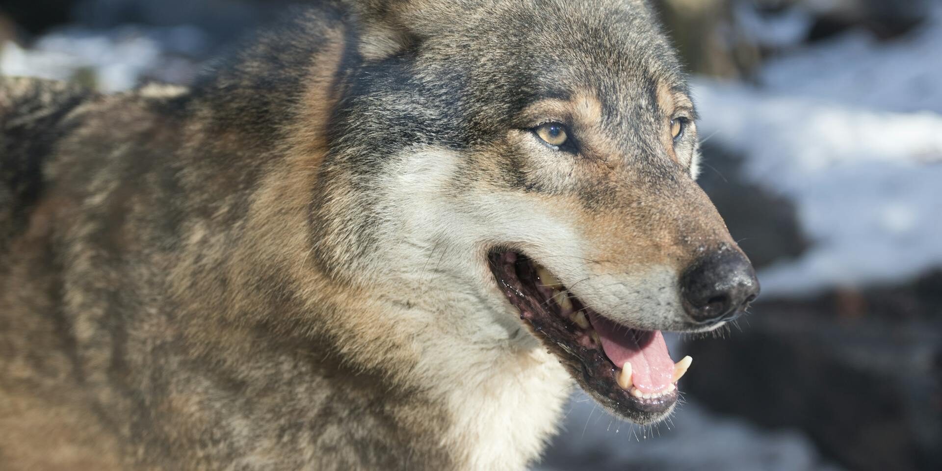 Dog Teeth Cleaning: Free, DIY