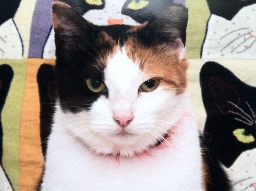 Callie the Cat