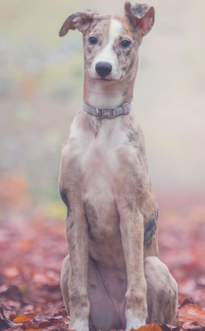 Young brindle dog sitting among autumn leaves