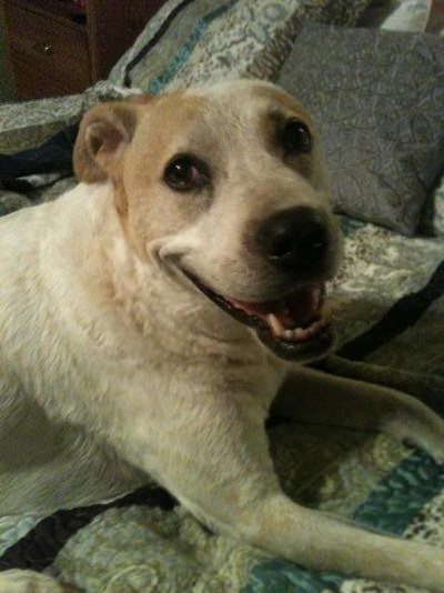 Smiling Dogs and Vaccine Illness