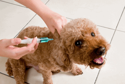 Dog Getting Vaccinated