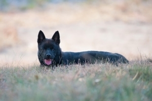 Pup resting in grass