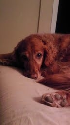 Dog lying, looking at camera