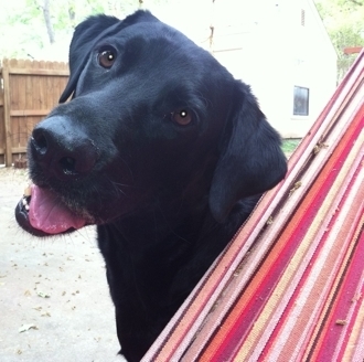 heartworm dogs can look and be quite healthy