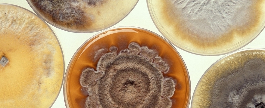 Kill Germs! (The Fool's Fix)