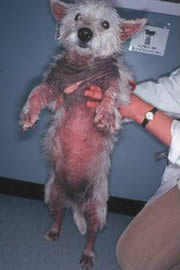 Itchy red skin on dog's belly