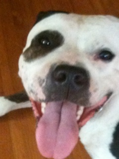dog with swollen face