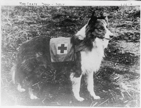 Red Cross service dog, 1909, Italy