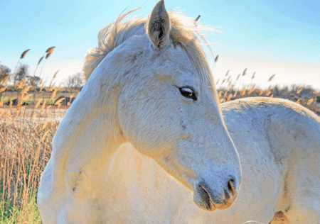 Wild horse, blue sky