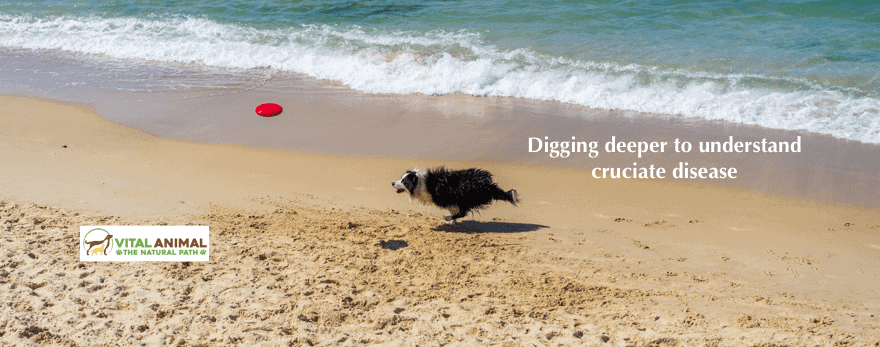 Cruciate Cruciate Rupture: Missing The Big Picture