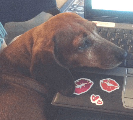 Doxie Lily looking glumly at computer. She's sick after vaccination, I'd bet.