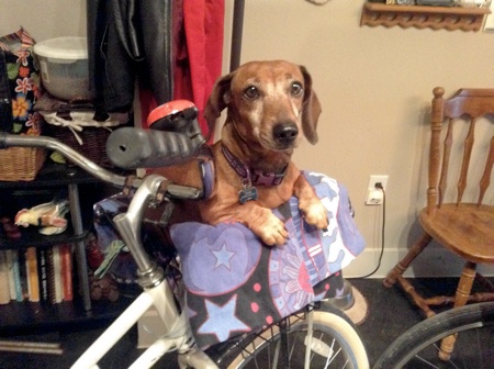 Dachshund in bike basket