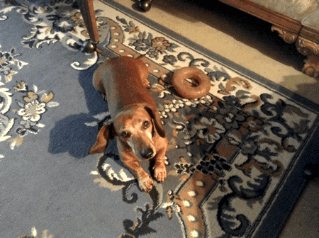 Walk With Me: Curing Lily’s Heartworm Without Drugs | Episode 3