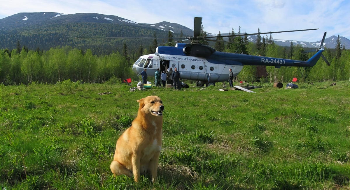 Dogs and Cats Who Can Fly