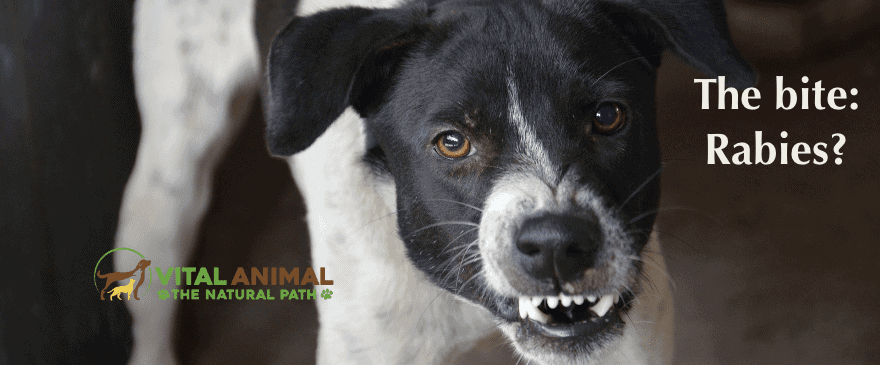 Warning: If Your Dog is Out of Date on Rabies, You Need to Know This