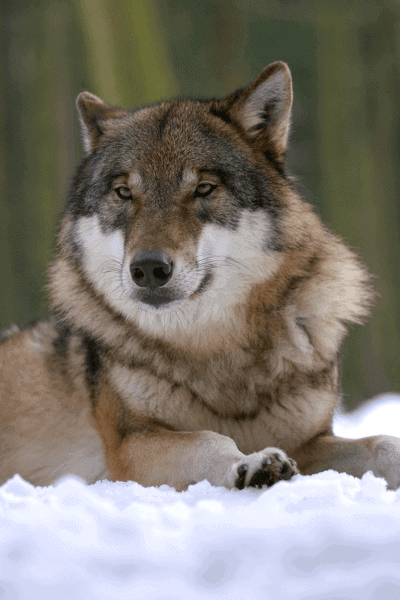 Alpha Wolf: Not Such a Brute After All