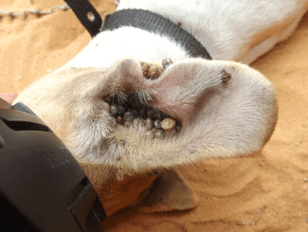 Ticks: Fear and Loathing and Lyme