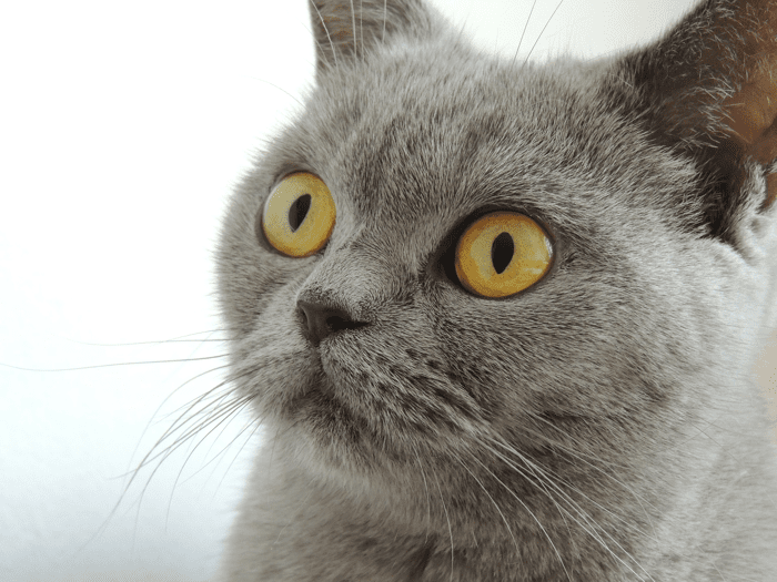 Life and Death and Out of Date Rabies