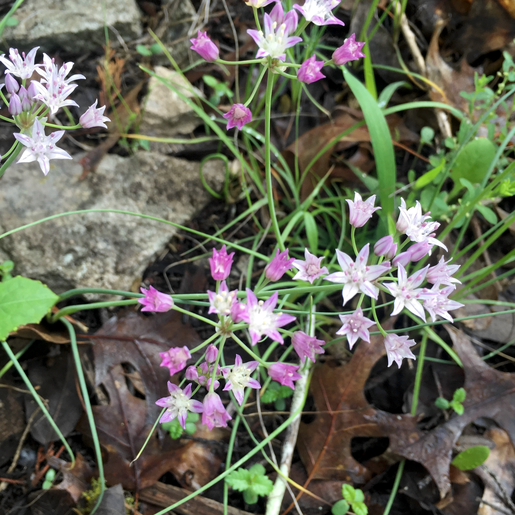 wild onions