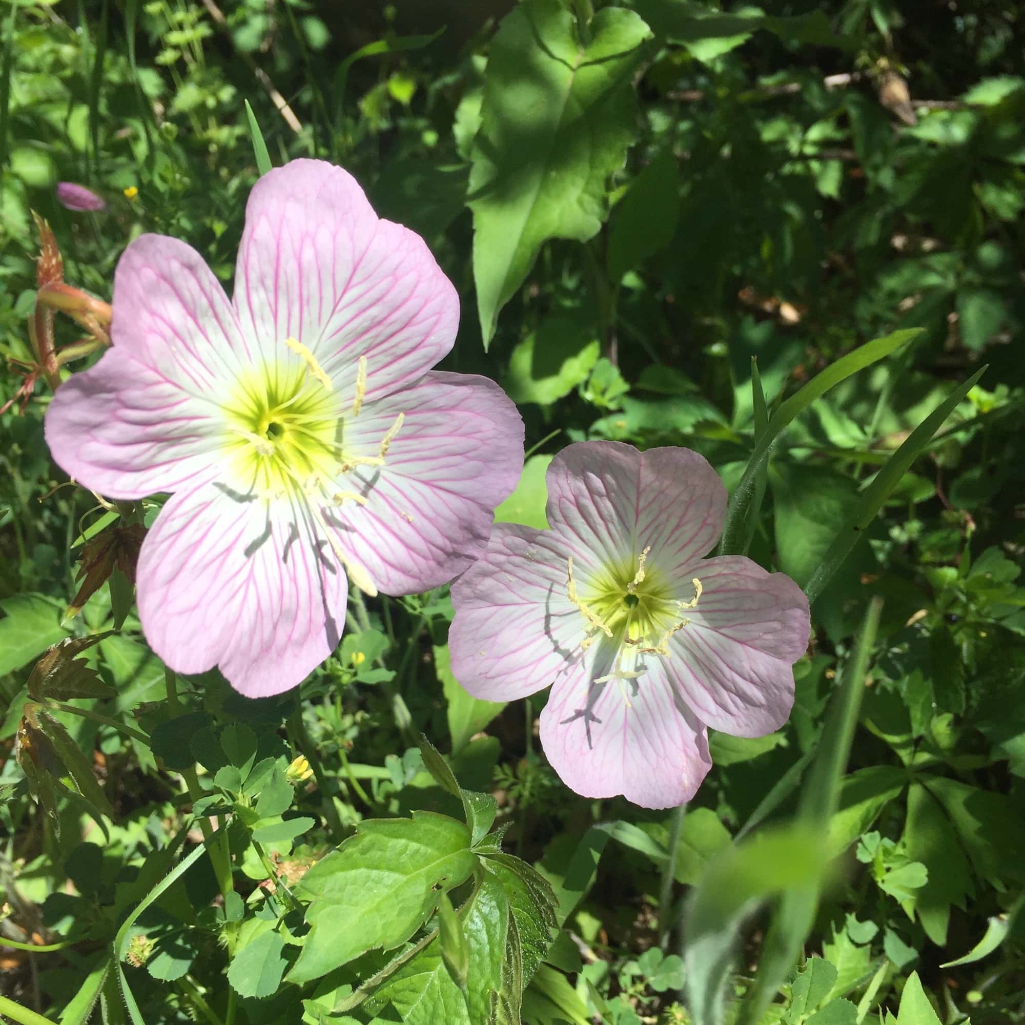 Primrose wildflowers