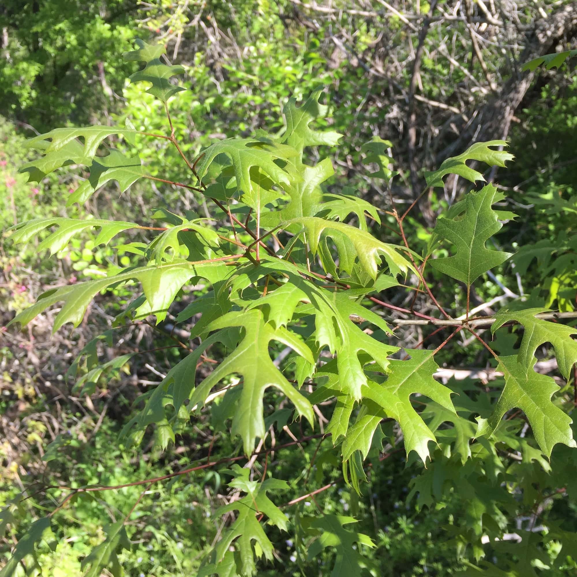 new oak leaves
