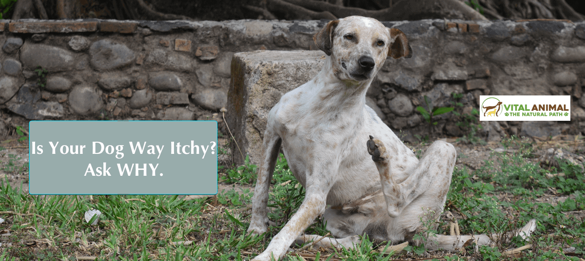 Itchy Skin Update:  Still #1 Dog Disease