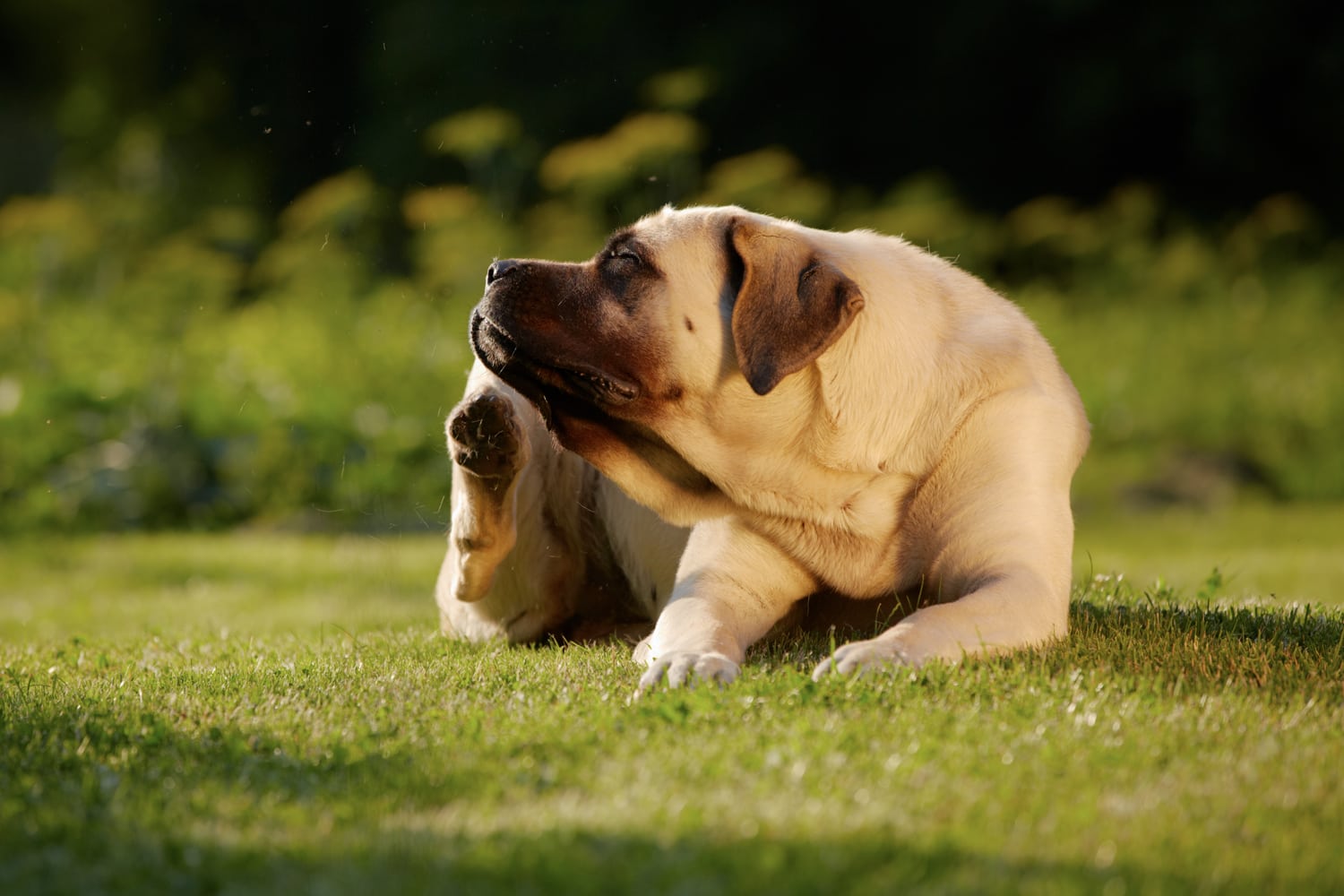 Itchy Dog Scratching Himself
