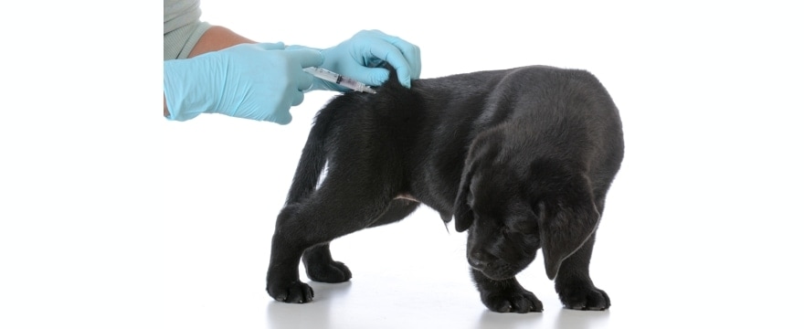 # 11 Breeders: Please STOP Doing This!