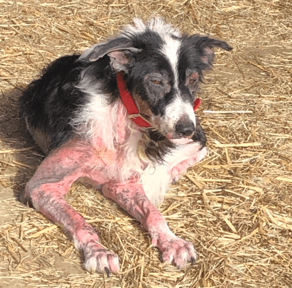Horrible skin disease, before