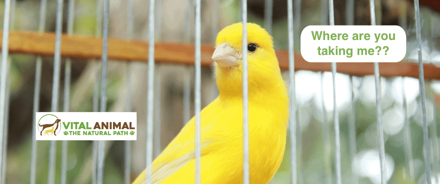 #23 Your cats -- Actually canaries?