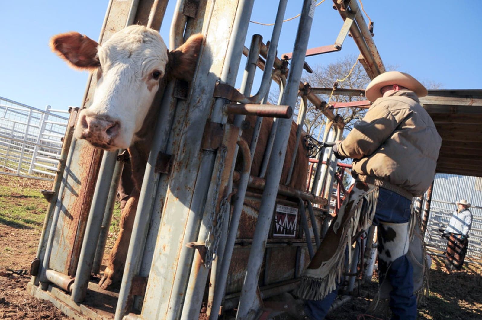 cow in chute medium