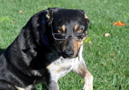 rabies law annoys dogs