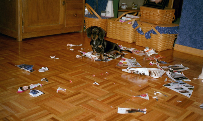 Dog Ate Homework
