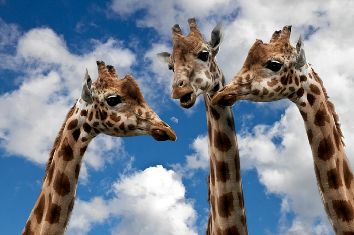 giraffes apparently chatting