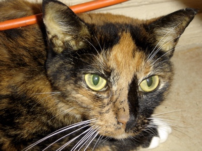 Cat with yellow ears: jaundice.