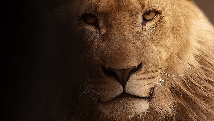 Lion shadow face