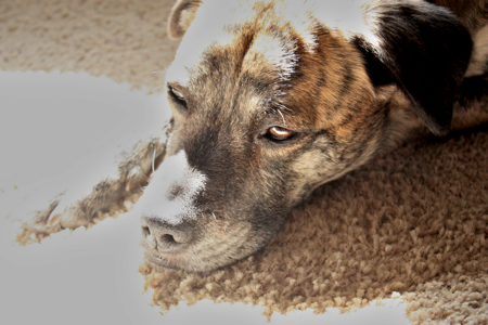 Dog lying quietly, sick.
