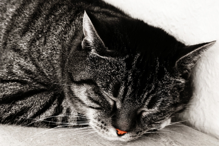 Sleeping-cat-700