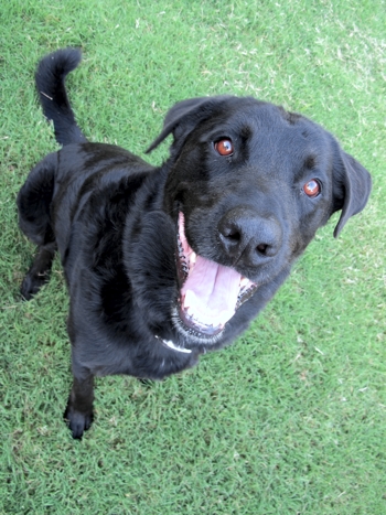 Happy smiling dog