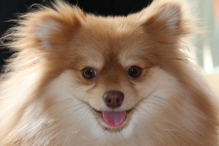 TY Dog Smile