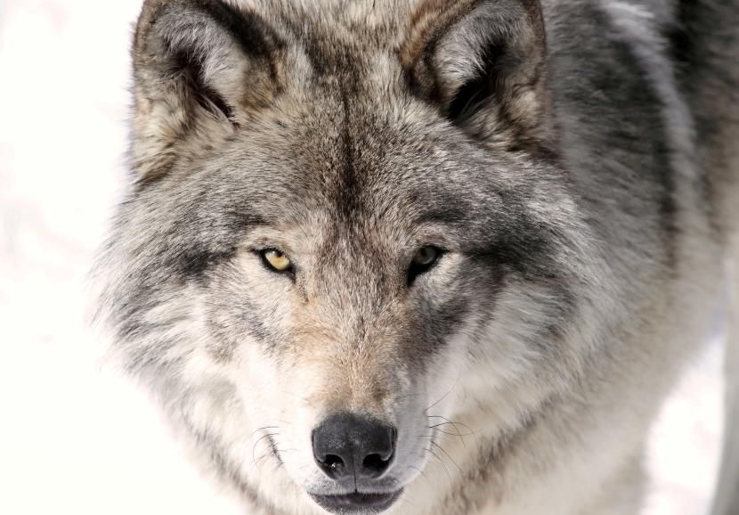 Wolf head cover