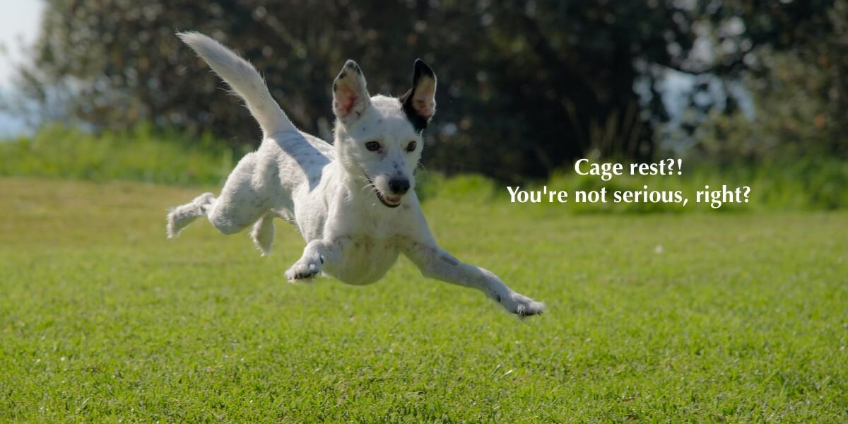Safe Heartworm Treatment
