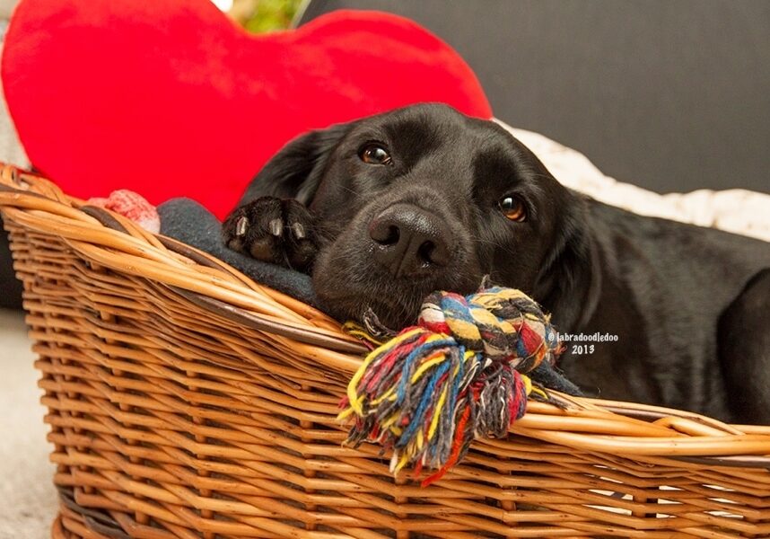 Sickdogbasket900x600